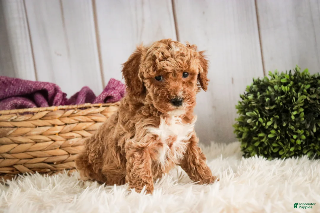Miniature Poodle dogs for sale: Jocelyn - Ad 4