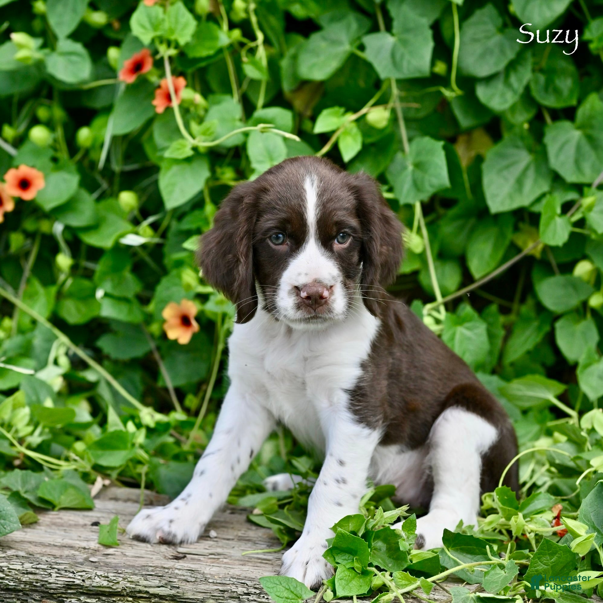 English Springer Spaniel dogs Suzy - Ad 1