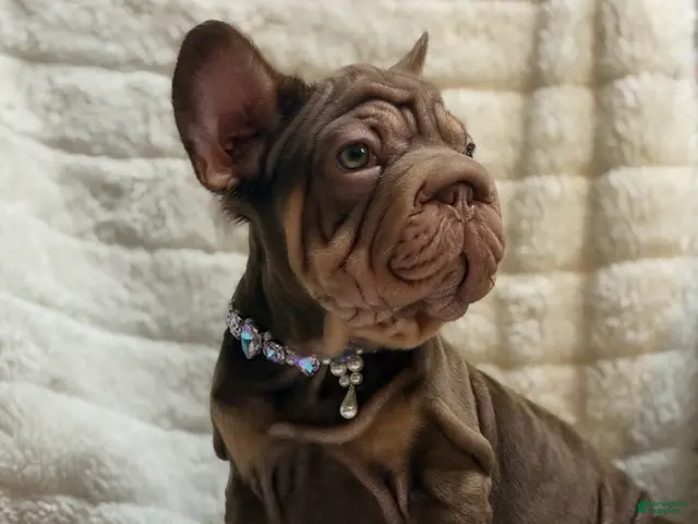 French Bulldog dogs Lyanna - Ad 1