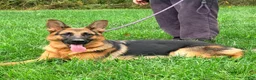 German Shepherd dogs for sale: Fiona - Ad 1