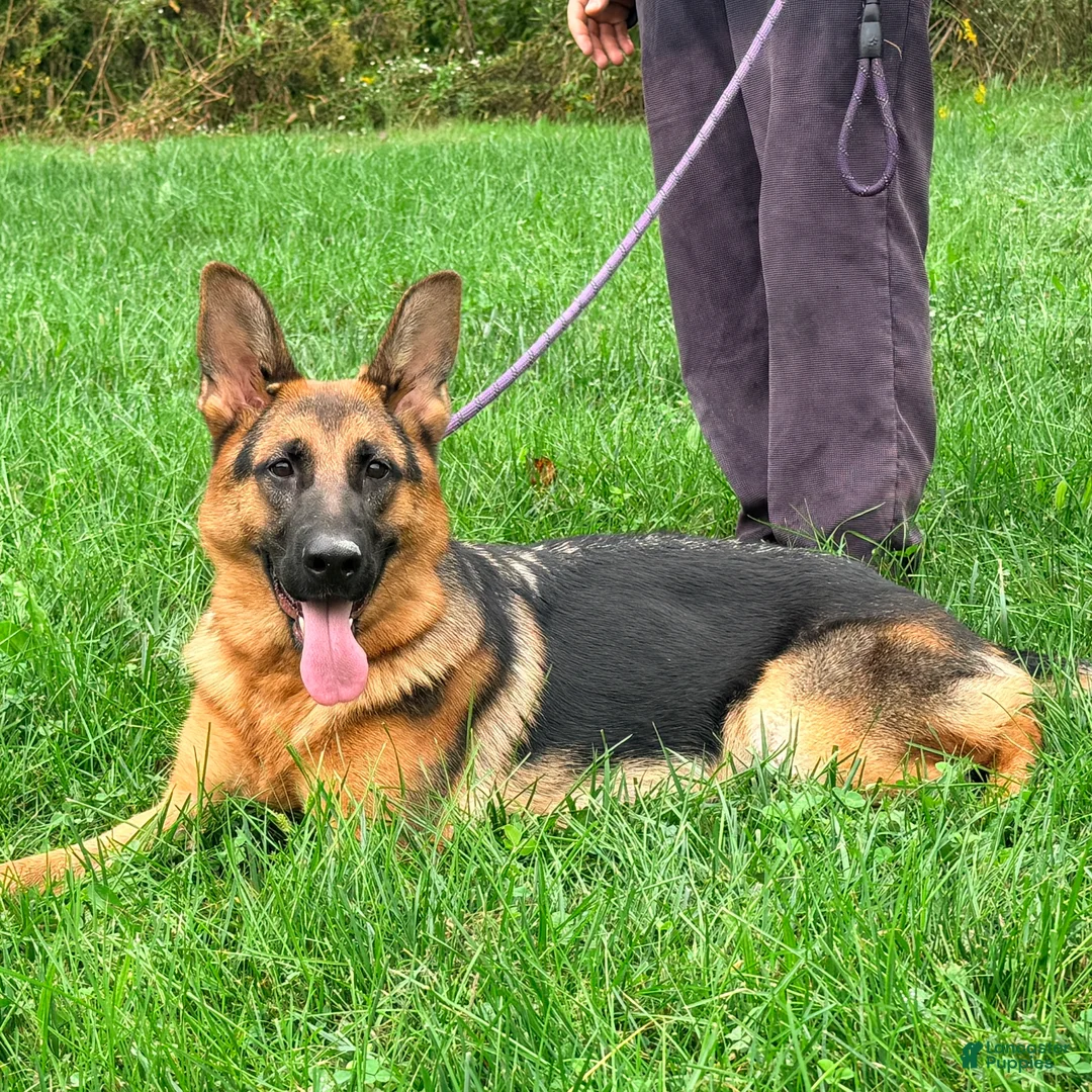 German Shepherd dogs for sale: Fiona - Ad 1