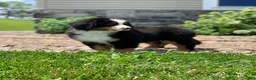 Bernese Mountain Dog dogs for sale: Teddy - Ad 20