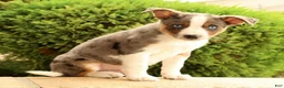 Miniature Australian Shepherd dogs for sale: Bingo - Ad 7