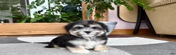 Mixed Breed dogs for sale: Lhasa/Maltese boy 2  - Ad 3