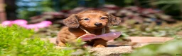 Miniature Dachshund dogs for sale: Allie - Ad 4