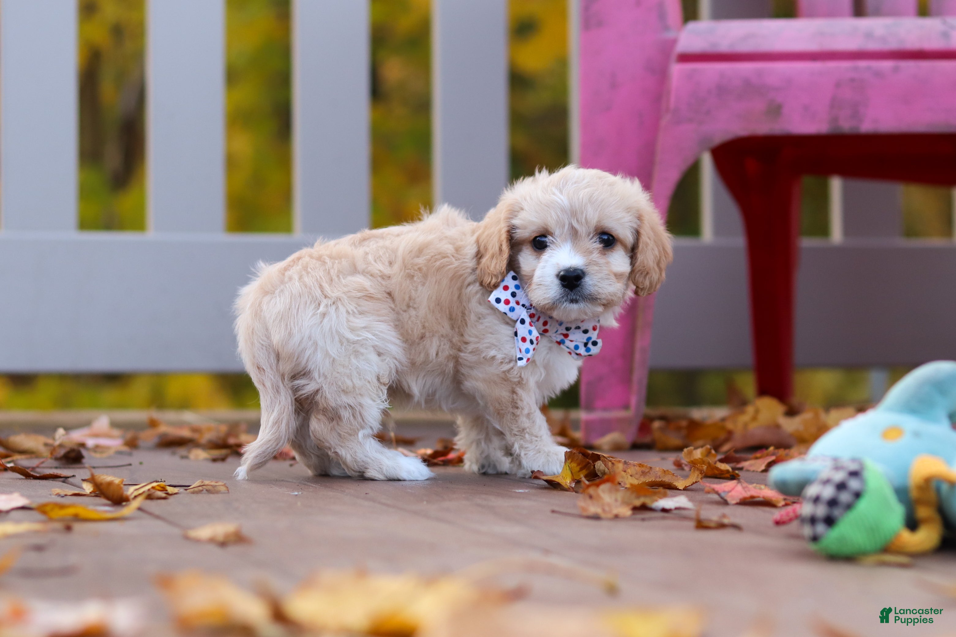 Cavachon dogs for sale: Cooper - Ad 2
