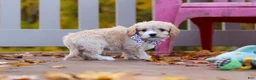 Cavachon dogs for sale: Cooper - Ad 2