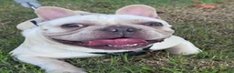 French Bulldog dogs for sale: French Bulldog 1 - Ad 7