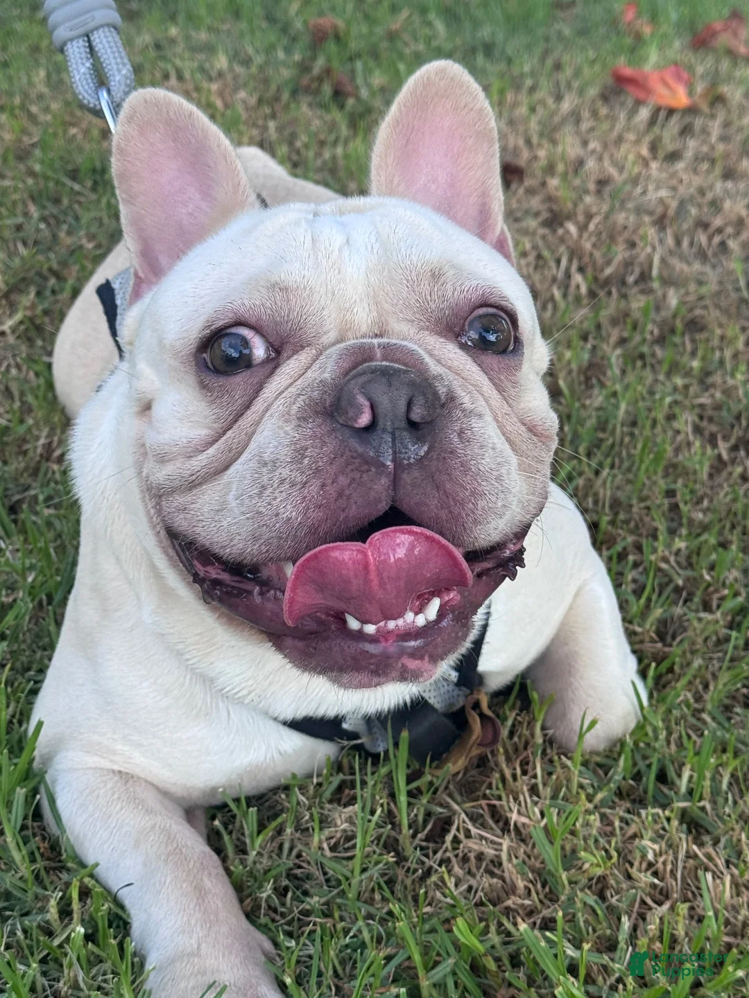 French Bulldog dogs for sale: French Bulldog 1 - Ad 7