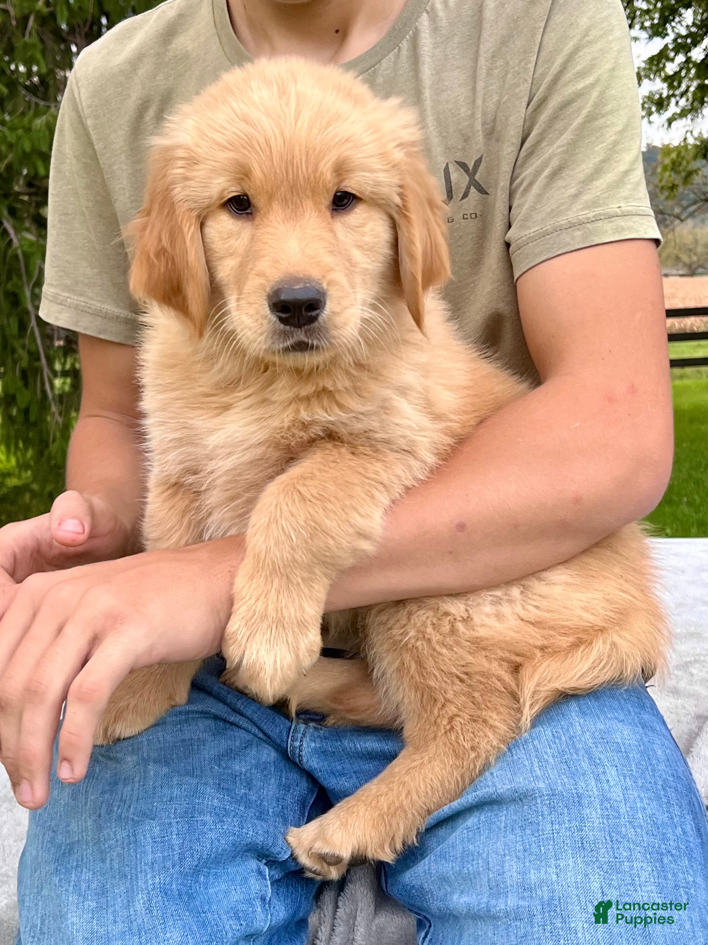 Golden Retriever dogs Jonas - Ad 1
