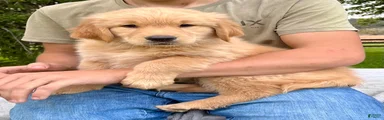 Jonas