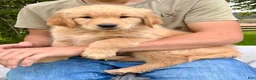 Golden Retriever dogs for sale: Jonas - Ad 1