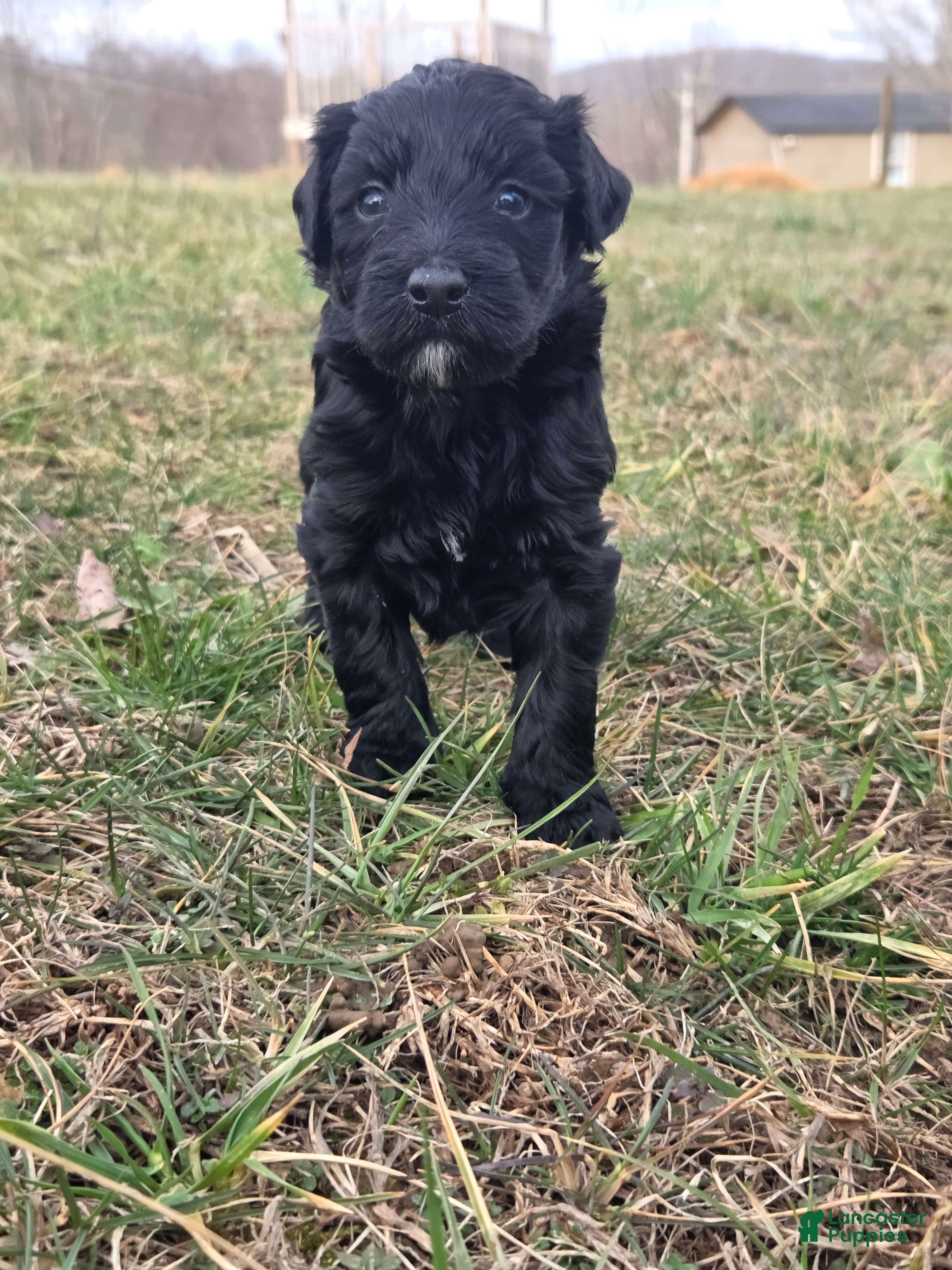 Mini Aussiedoodle dogs Penelope. - Ad 2