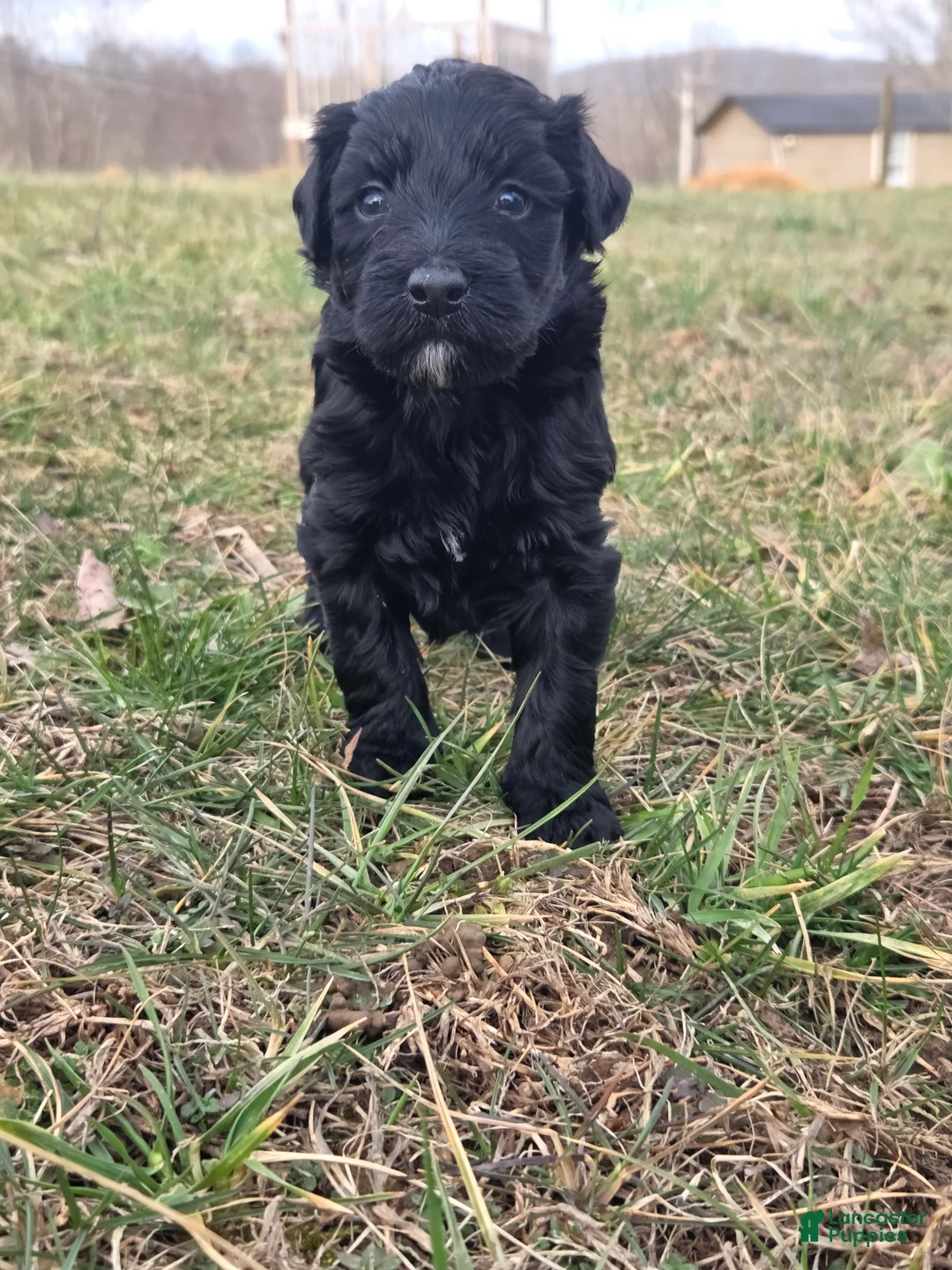 Mini Aussiedoodle dogs for sale: Penelope. - Ad 2