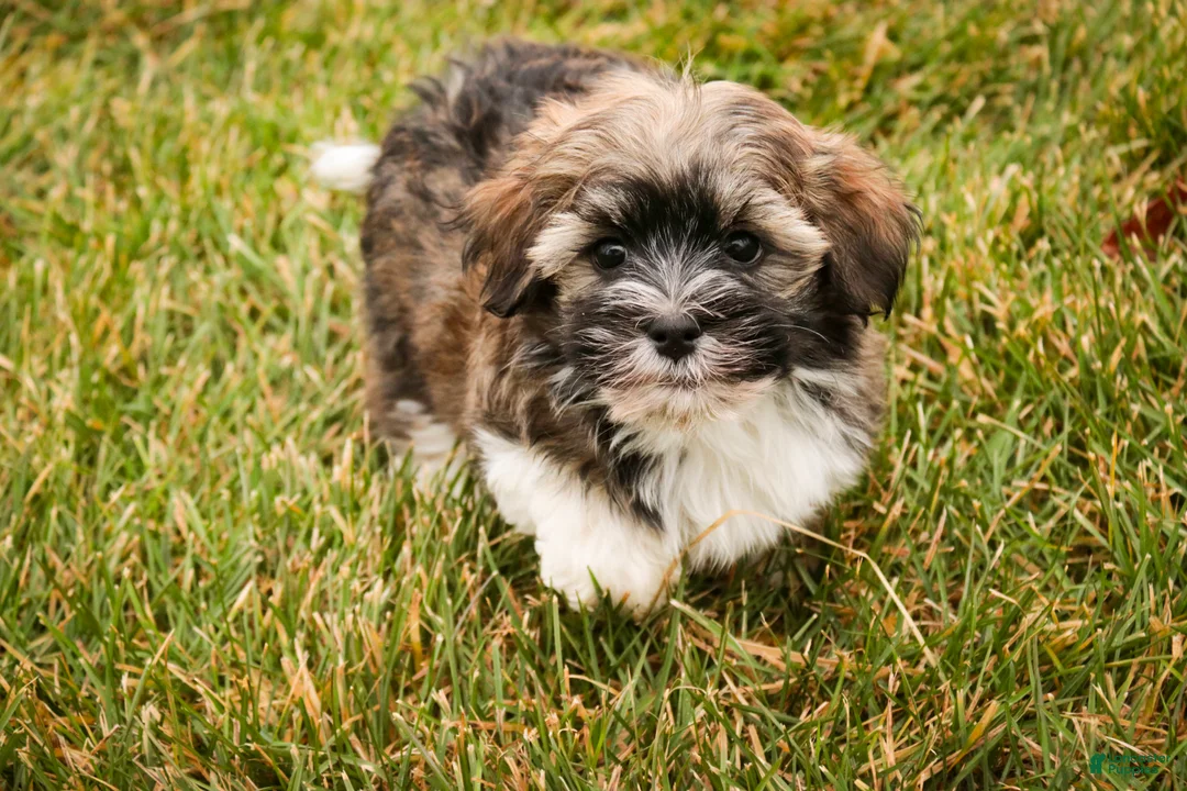 Havanese dogs for sale: Rambo - Ad 5