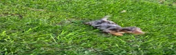 Miniature Dachshund dogs for sale: Denver - Ad 5