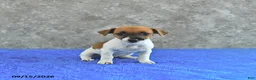 Jack Russell Terrier dogs for sale: Lillie - Ad 3