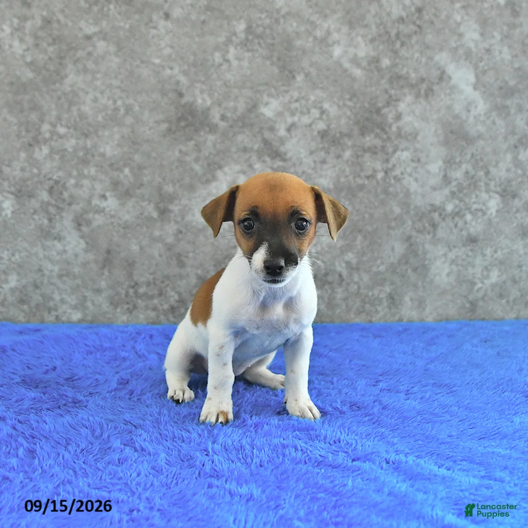 Jack Russell Terrier dogs for sale: Lillie - Ad 3
