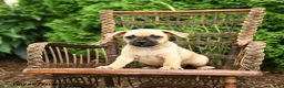 Jug dogs for sale: Knox - Ad 3