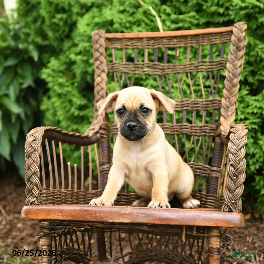 Jug dogs for sale: Knox - Ad 3