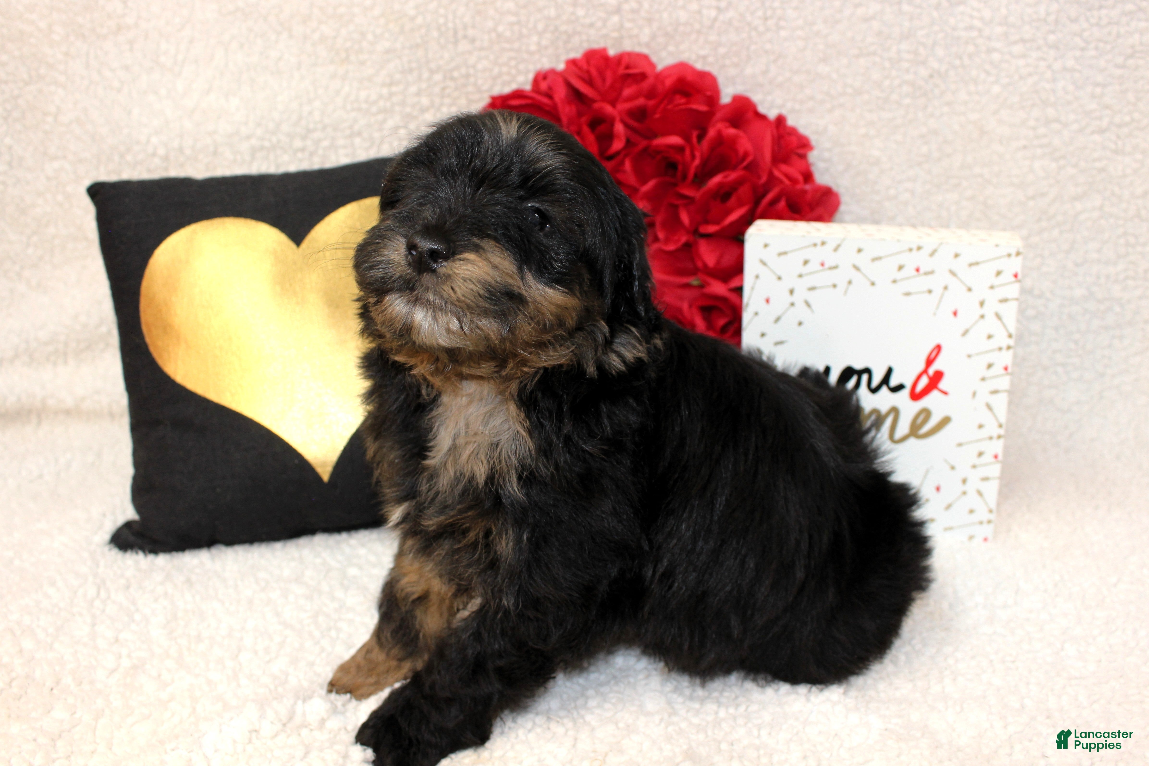 Aussiedoodle dogs Valentino - Ad 17