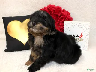 Aussiedoodle dogs Valentino - Ad 30