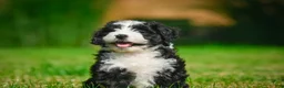 Bernedoodle dogs for sale: Gunner - Ad 3