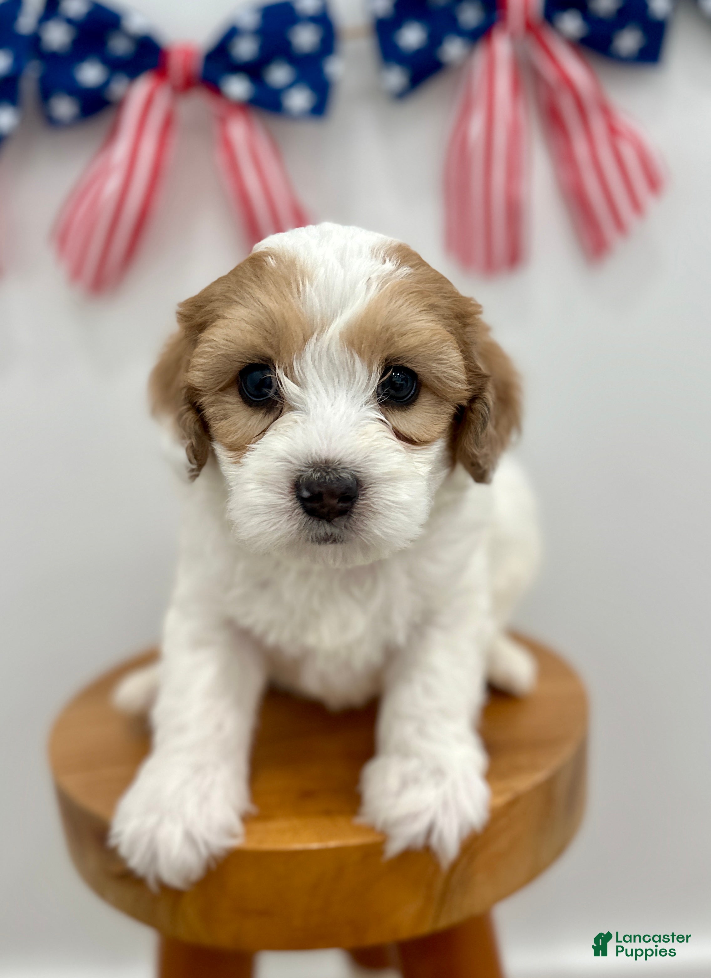 Mini Aussiedoodle dogs Leo - Ad 1