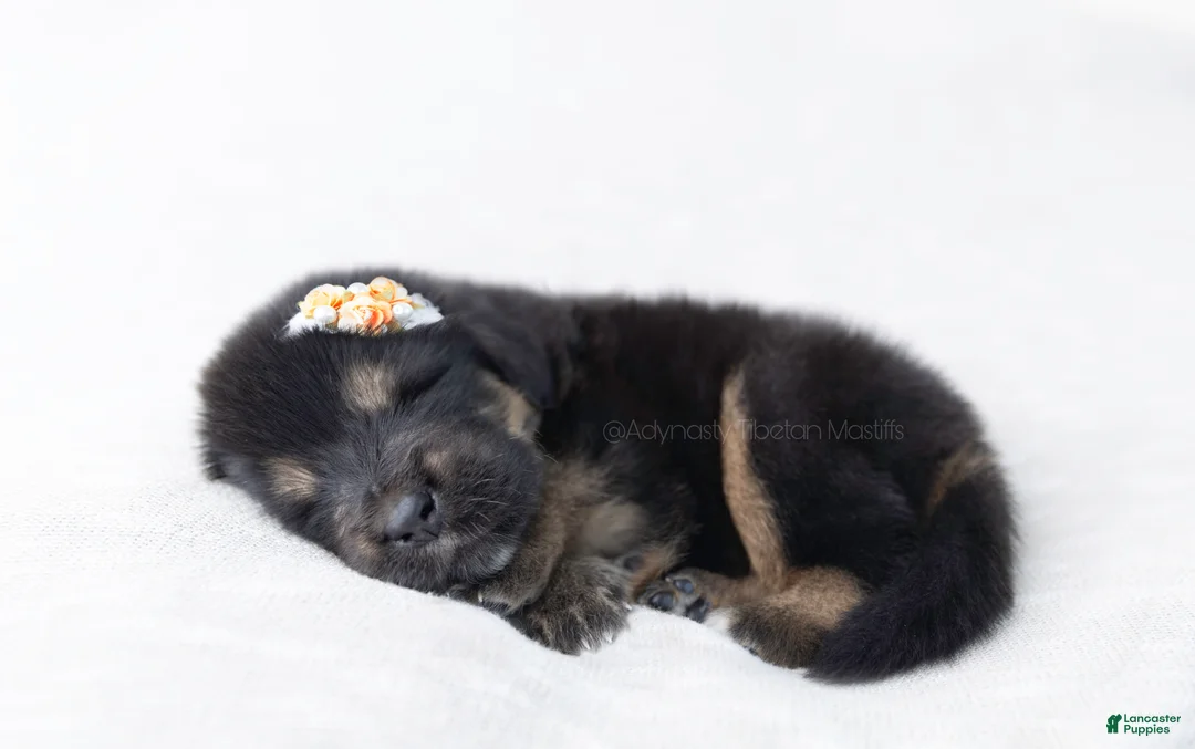 Tibetan Mastiff dogs for sale: Tibetan Mastiff Puppy | Yellow Girl - Ad 8
