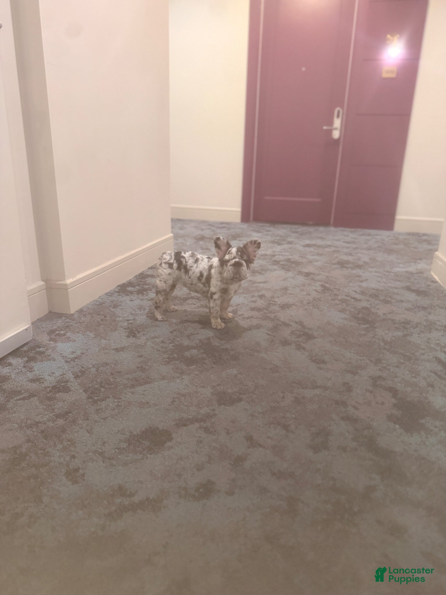 French Bulldog dogs for sale: French Bulldog Puppy 1 - Ad 1