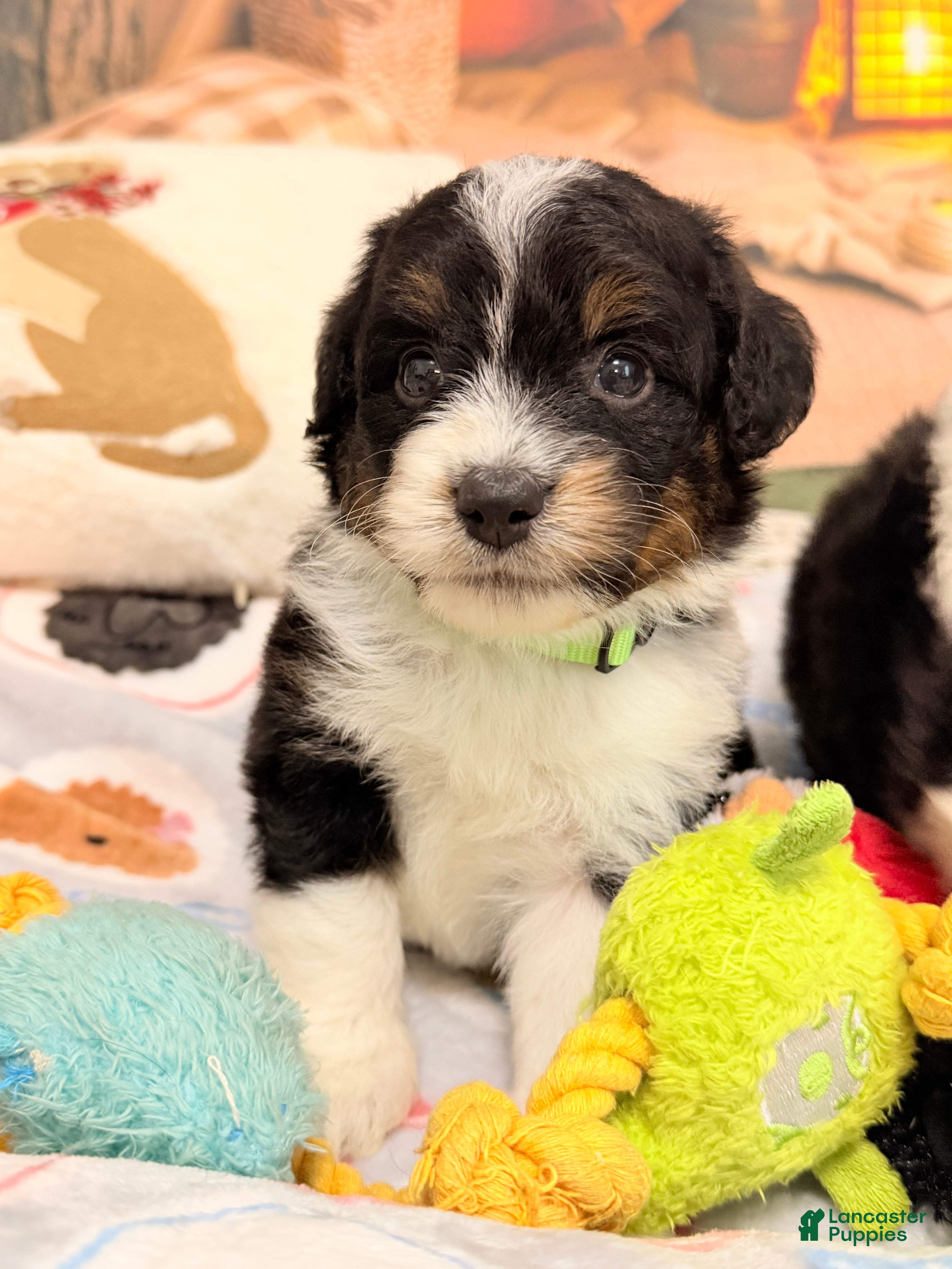Mini Aussiedoodle dogs Chip - Ad 34