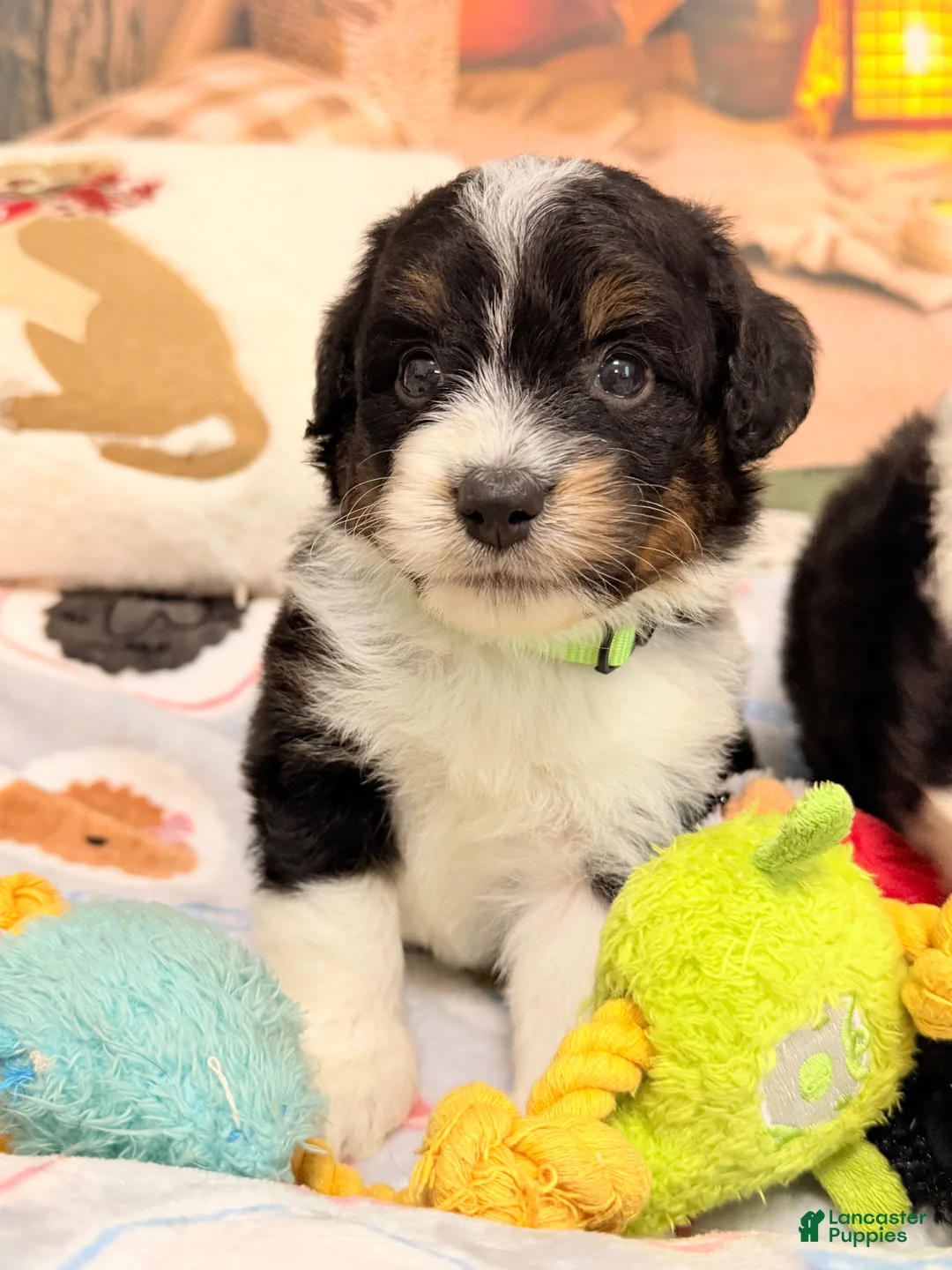 Mini Aussiedoodle dogs for sale: Chip - Ad 1