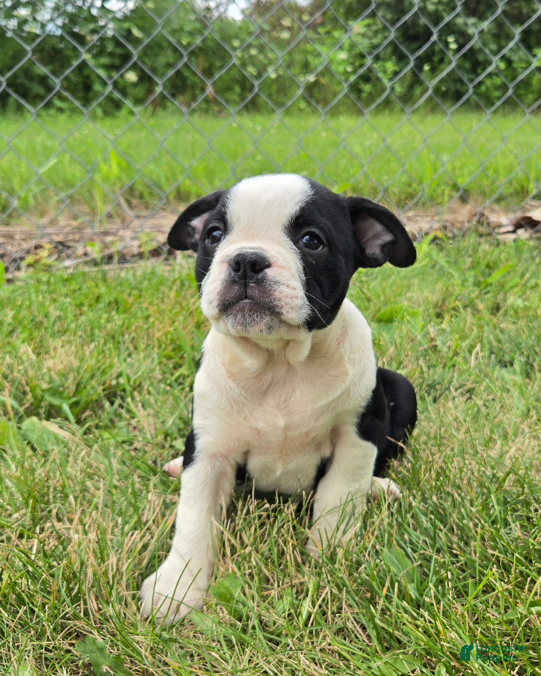 Olde English Bulldogge dogs Forky - Ad 2