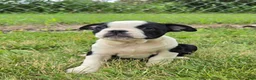 Olde English Bulldogge dogs for sale: Forky - Ad 2