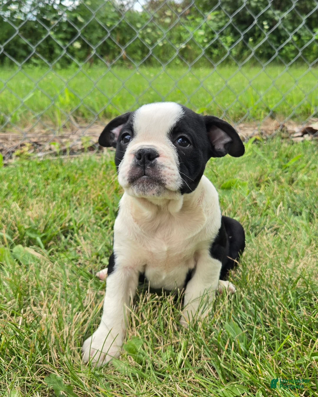 Olde English Bulldogge dogs for sale: Forky - Ad 2