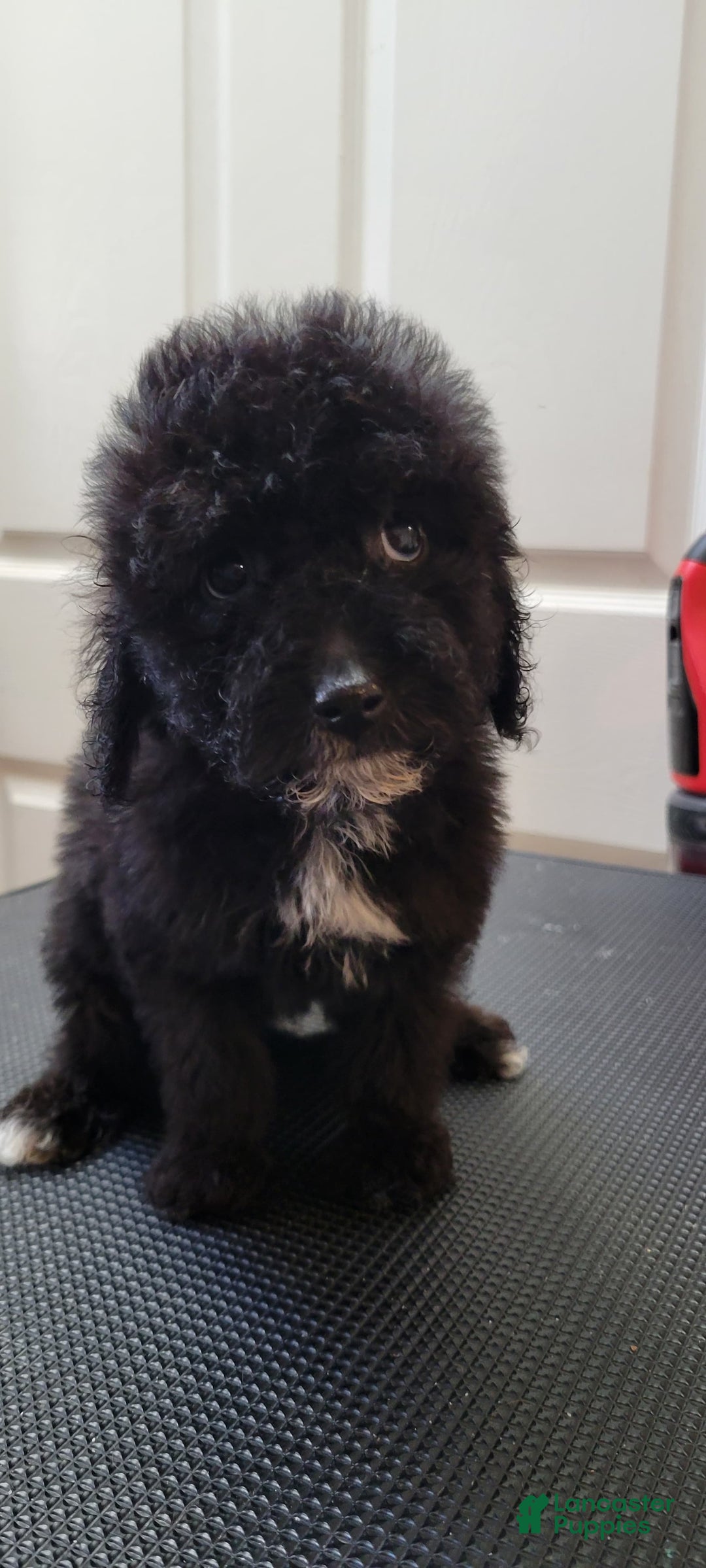 Mini Goldendoodle dogs for sale: Mini Goldendoodle Puppy 5 - Ad 2