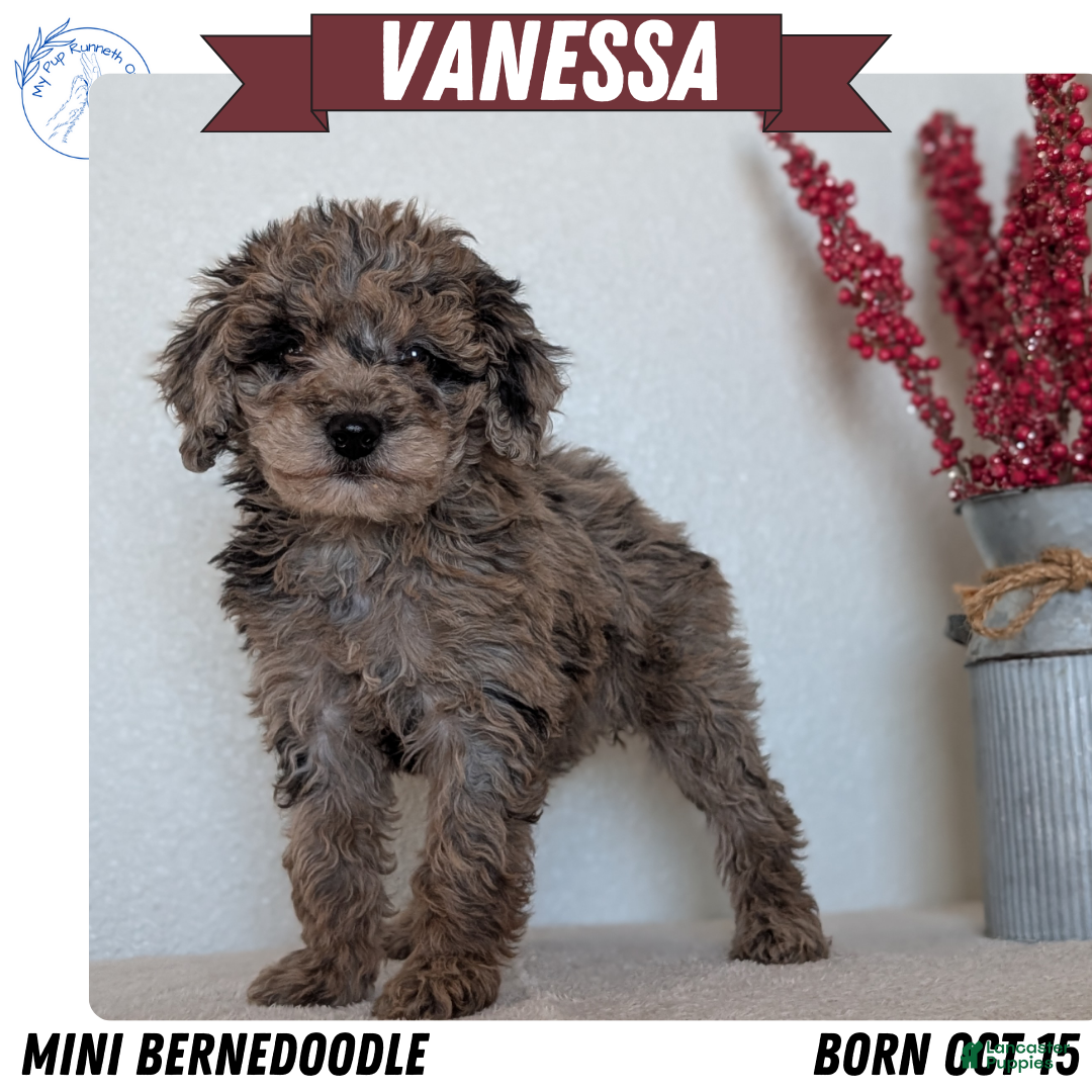 Mini Bernedoodle dogs Vanessa  - Ad 38