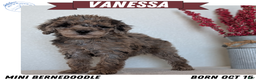 Mini Bernedoodle dogs for sale: Vanessa  - Ad 1