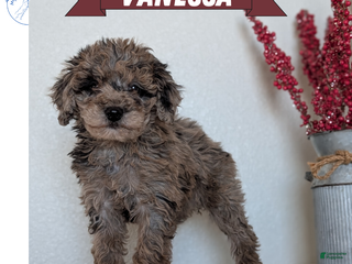 Mini Bernedoodle dogs Vanessa - Ad 1
