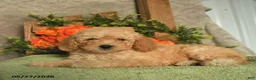Mini Goldendoodle dogs for sale: Gigi  - Ad 2