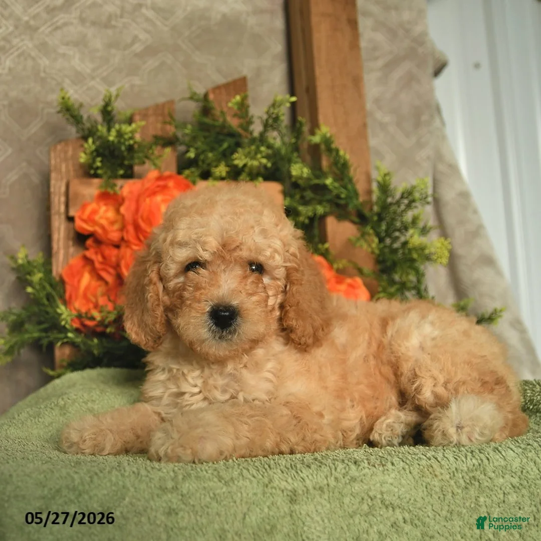Mini Goldendoodle dogs for sale: Gigi  - Ad 2