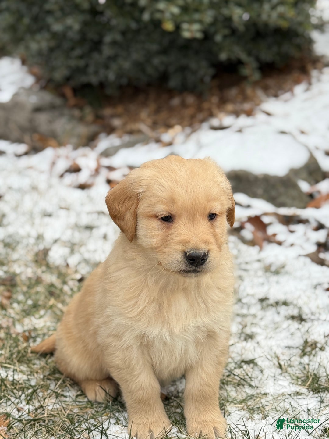 Golden Retriever dogs for sale: Sunny - Ad 6