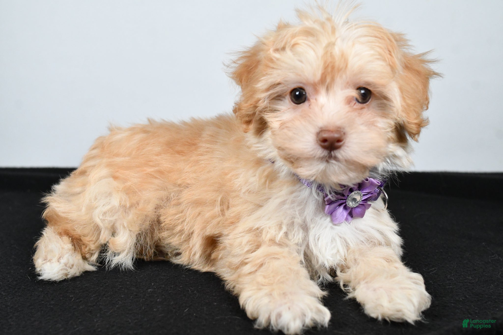 Maltipoo dogs Jessica - Ad 2