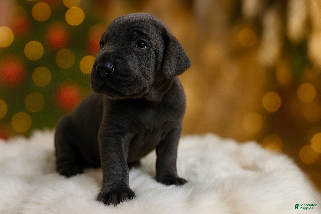 Great Dane dogs for sale: Explorer - Ad 2