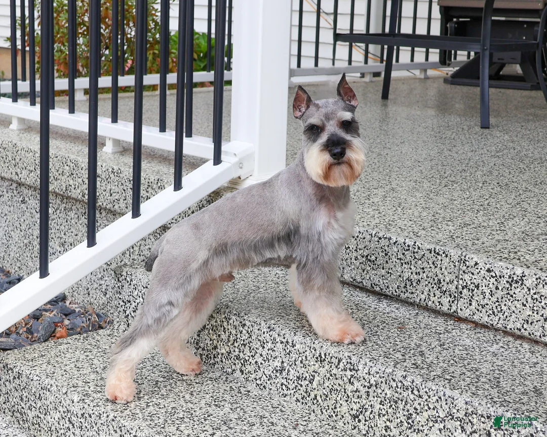 Miniature Schnauzer dogs for sale: Hadley  - Ad 8