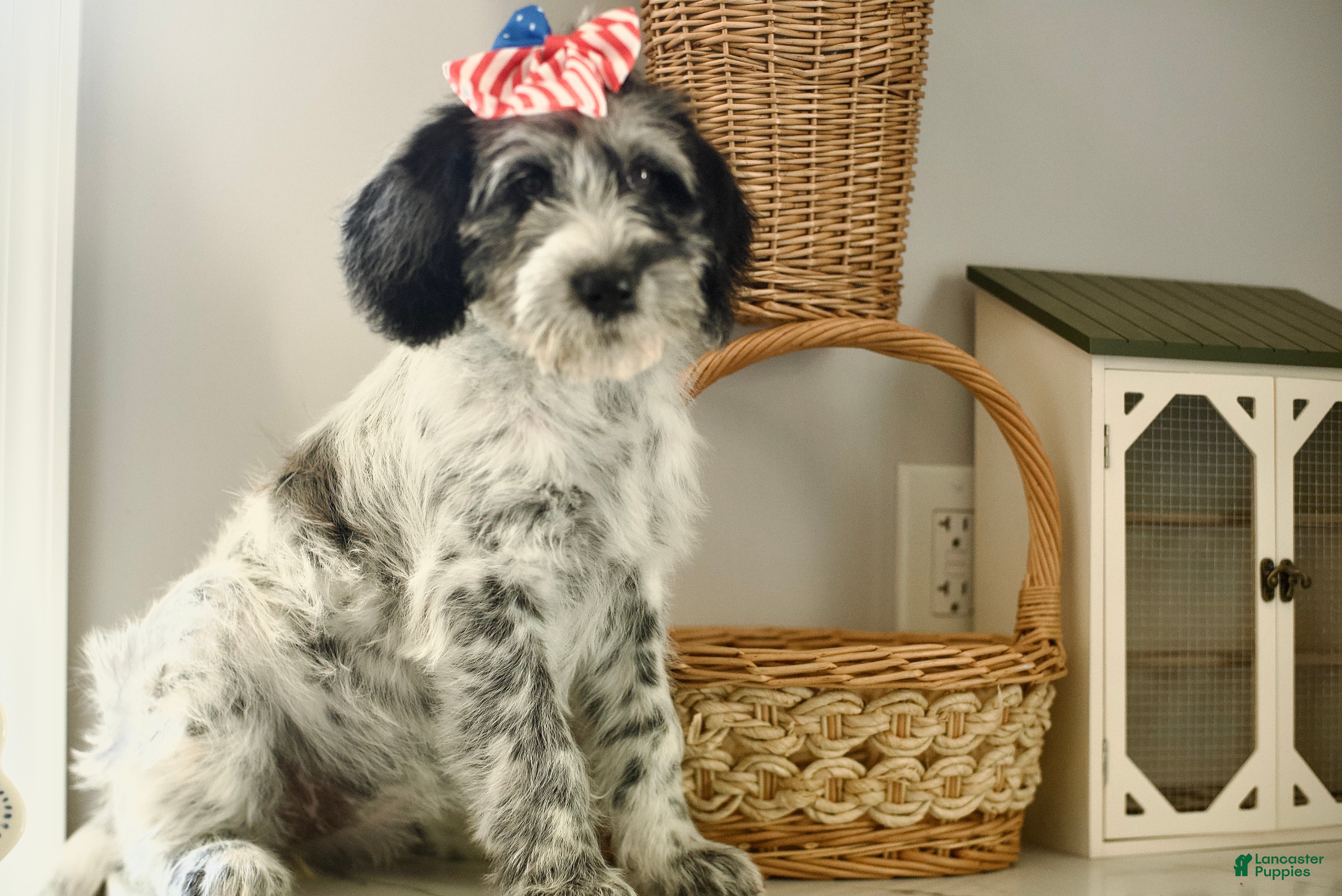 Mixed Breed dogs Molly  - Ad 2