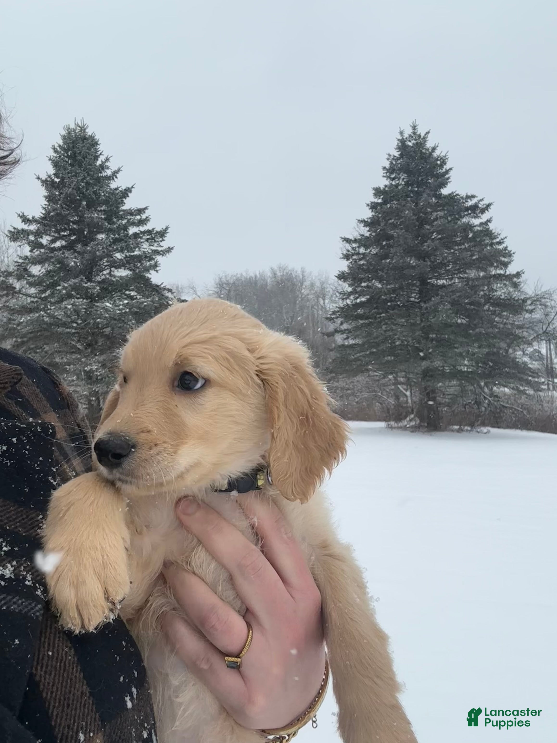 Goldendoodle dogs Cedar - Ad 21