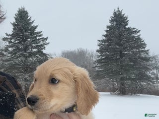 Goldendoodle dogs Cedar - Ad 36