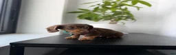 Miniature Dachshund dogs for sale: Scooby - Ad 3
