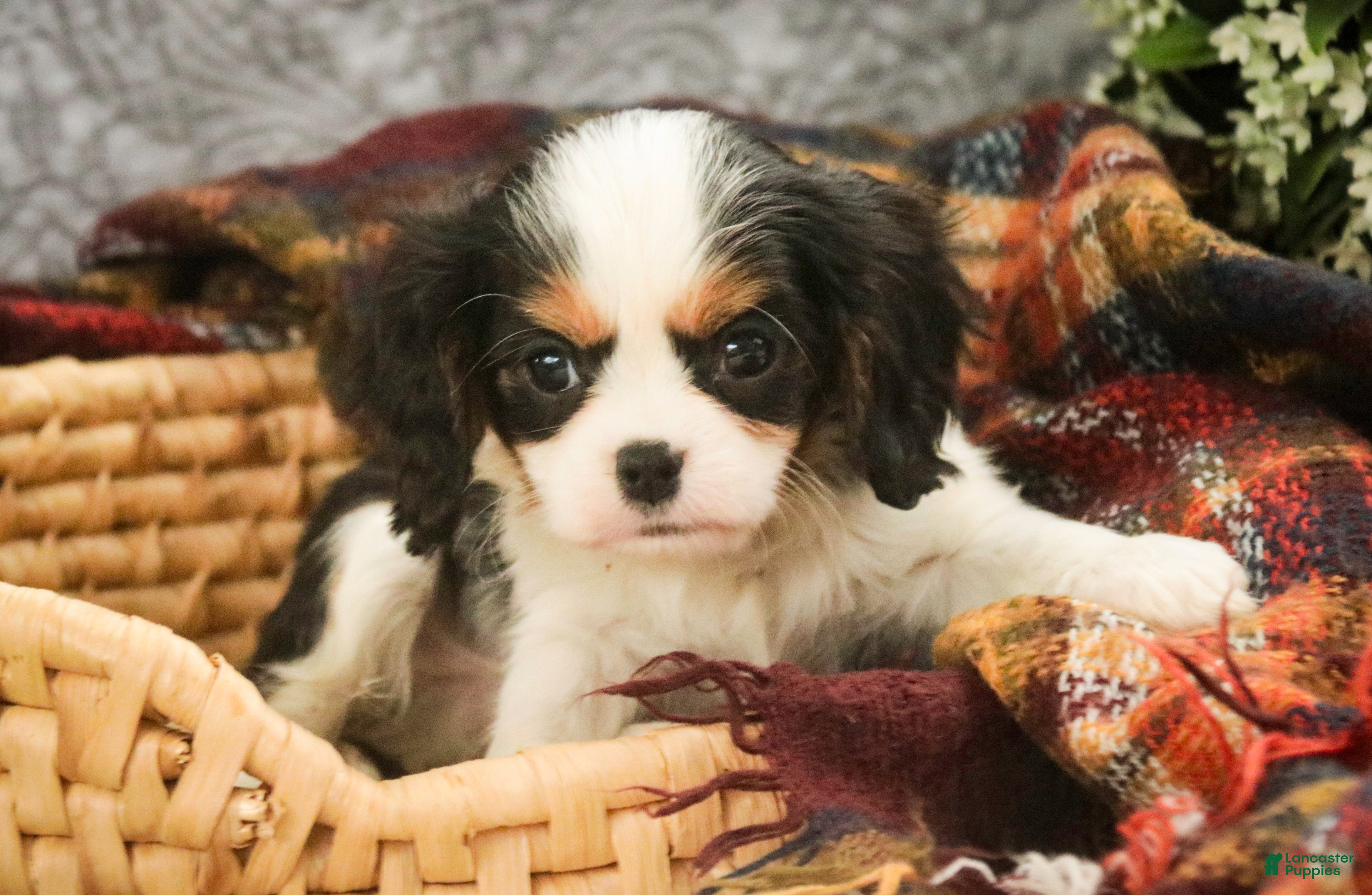 Cavalier King Charles Spaniel dogs Chester - Ad 12